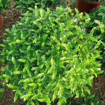 清香木胡椒木穴盘苗7斤袋260盆350盆，基地直供
