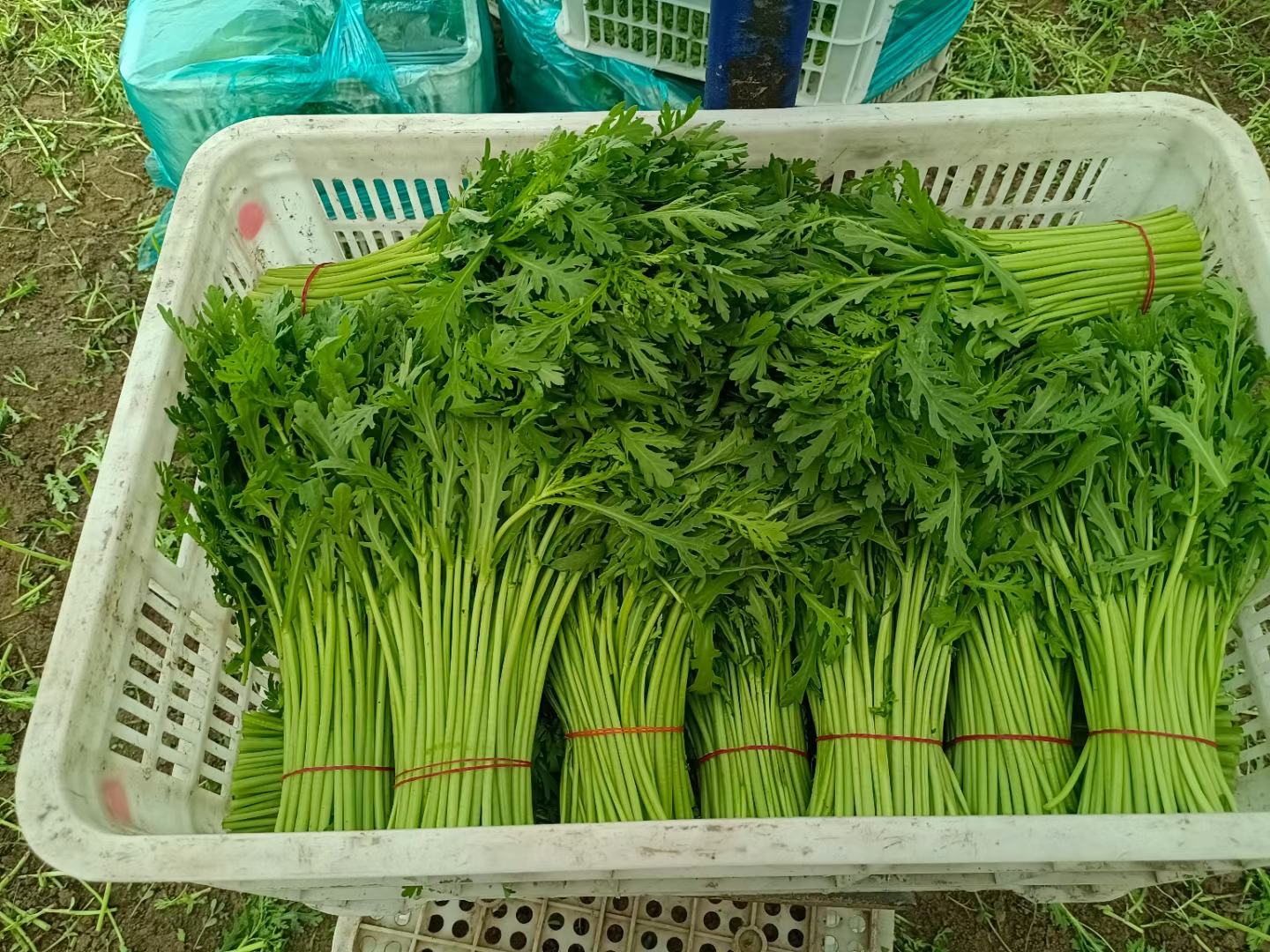 新鲜采摘的蒿子杆蔬菜