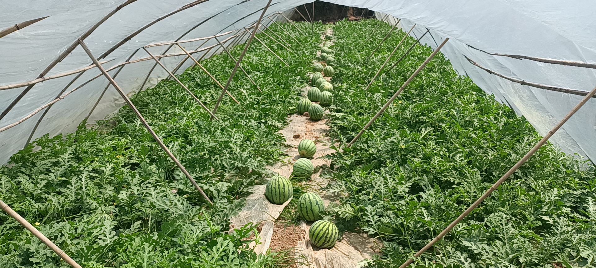 上海浦东南汇8424西瓜核心产区航拍图