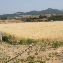 山东大麦