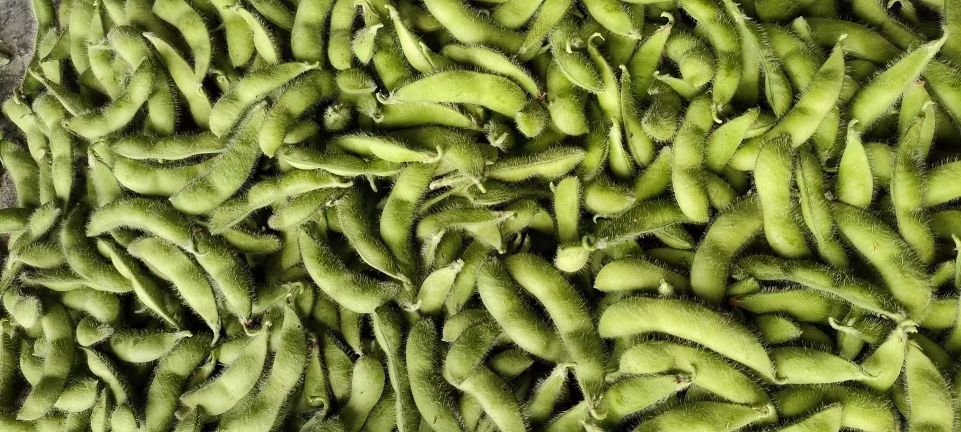 菠菜与毛豆食材对比图