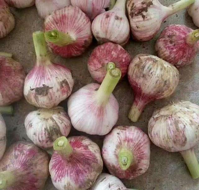 红杆大蒜的植株形态