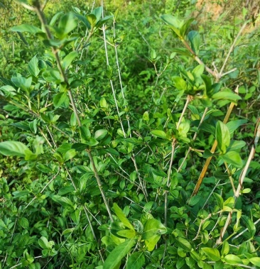 白马骨六月雪路边金满天星路边鸡六月冷曲节草路边荆