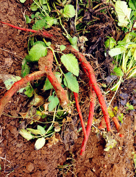 [红丹参批发]丹参,别名红根,大红袍,血参根,血山根,红丹参,紫丹参等