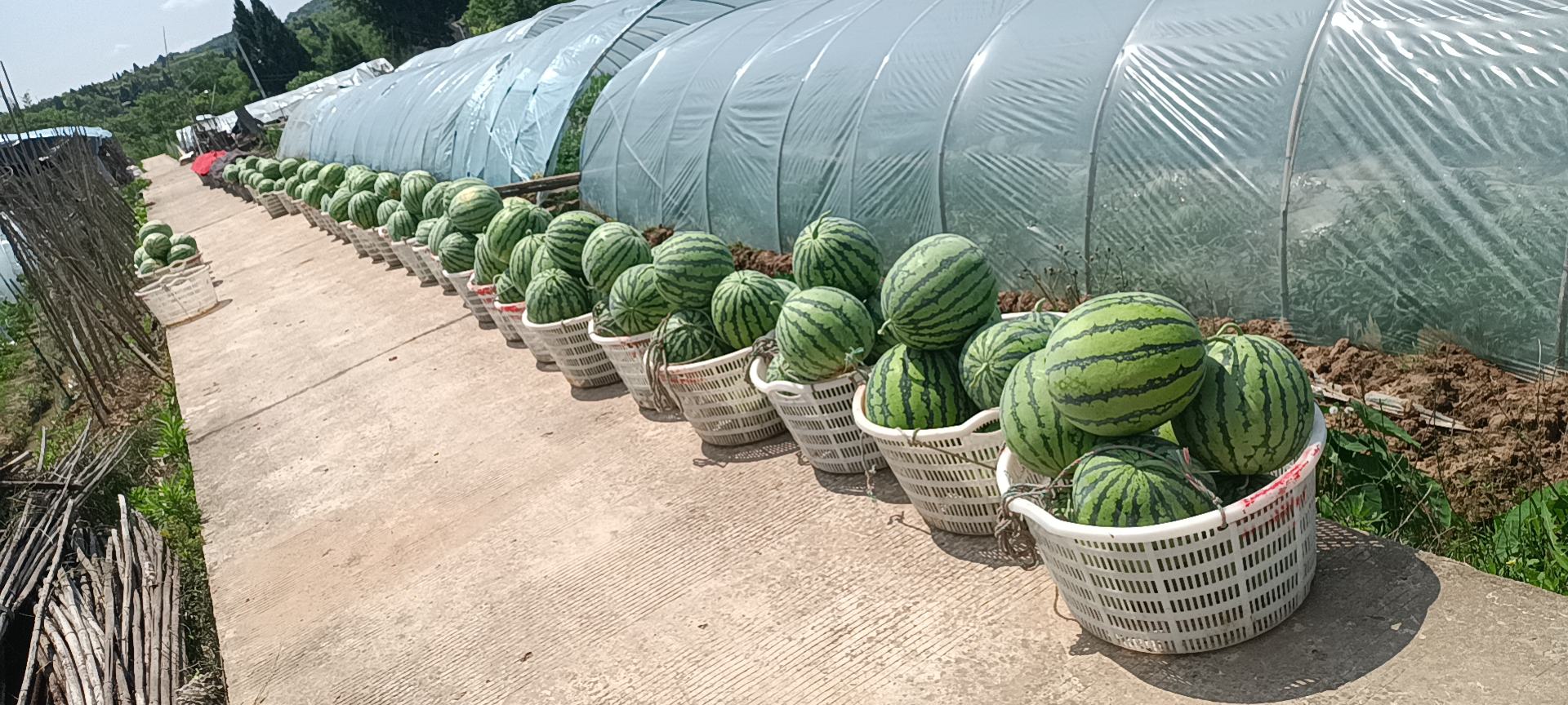 8424大果型西瓜采收与分级包装现场