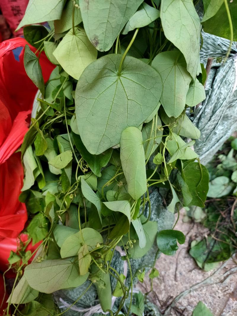 野生新货粪箕笃 千金藤田鸡草 飞天雷公犁壁藤 蛤乸草