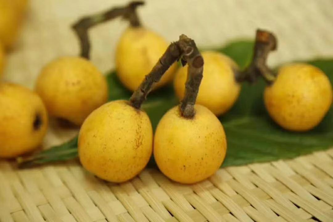 白沙枇杷种植基地