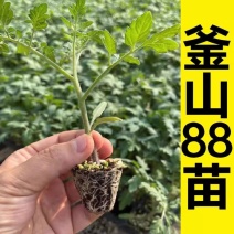 釜山88西红柿苗圣女果苗子玲珑果小番茄苗樱桃西红柿苗