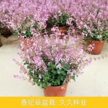 香妃草盆栽带花苞成品大苗阳台庭院窗台驱蚊植物四季常青花卉