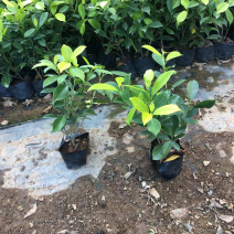 大量七斤袋黄榕出售