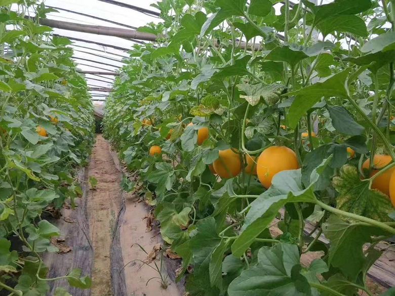 山东久红瑞甜瓜种植基地航拍图