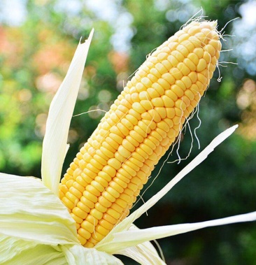 [太阳花玉米批发]福建黄金玉米,太阳花玉米大量上市了,产地直发,现摘