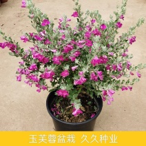 粉花玉芙蓉苗银叶芙蓉阳台庭院红花玉芙蓉花卉植物带花苞
