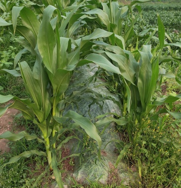 [糯玉米批发]京科糯928即将上市价格0.20元/斤 - 一亩田