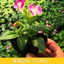 夏堇花苗盆栽夏堇种子苗盆栽花卉绿植室内四季春季易种阳台