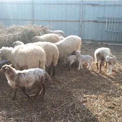 全部卖纯种小尾寒羊活羊羊羔绵羊母羊孕肥小羊活苗大型种羊绵羊活体小