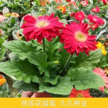 新品扶郎花欧洲进口品种非洲菊重瓣大花多年生阳台庭院盆栽