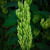 高产:湘蕾5号金银花（火爆销售中）产量高管理简单