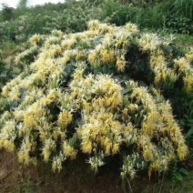 金银花嫁接种苗（寸苗）