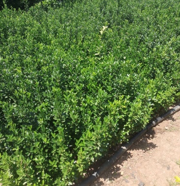 大叶黄羊小叶黄羊30往上高有量