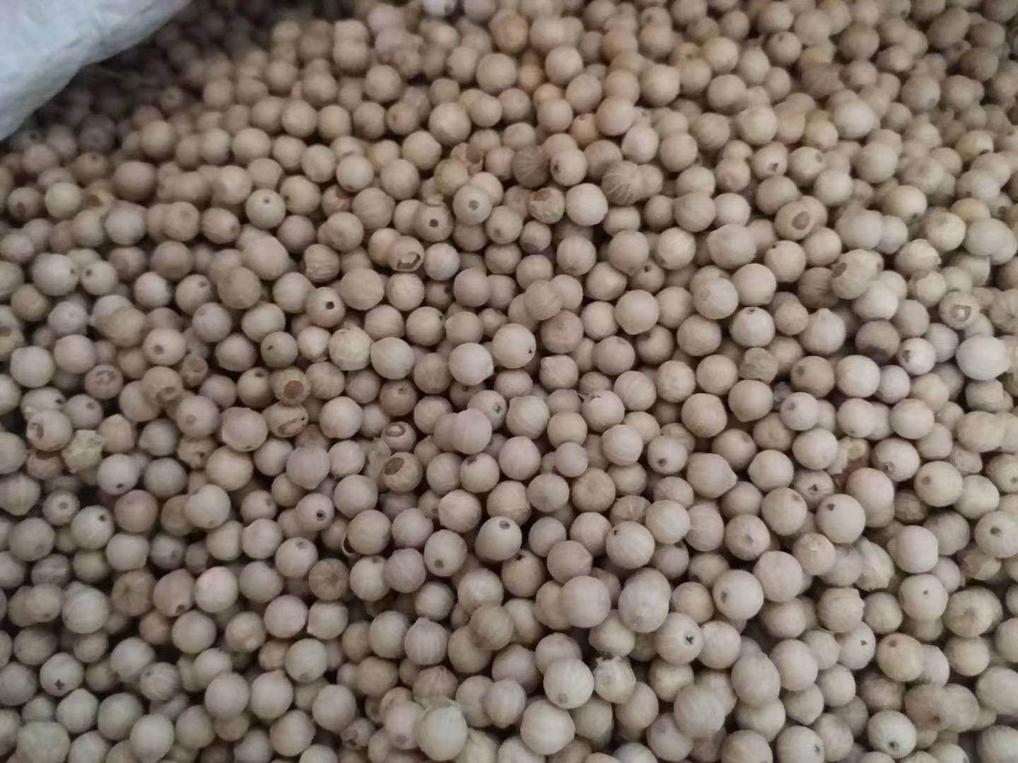 白胡椒与小茴香实物对比图