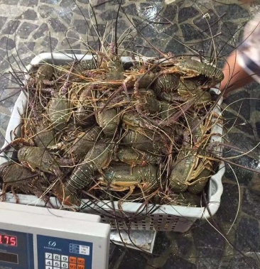 [小青龙批发]活冻小青龙 刺身级价格85.00元/斤 - 一亩田