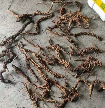 野生竹节参黑人参几十年的竹节参每年收几万斤需要联系我吧