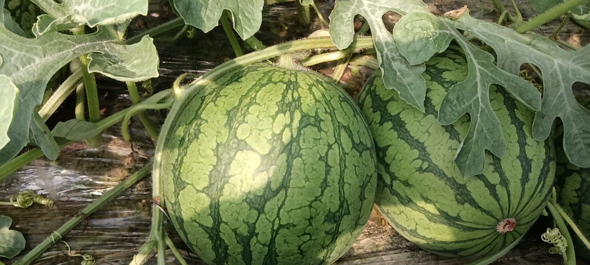 一个成熟的东台产特小凤西瓜被横向切开,露出明亮金黄色的瓜瓤,瓜肉细腻多汁,中心糖度集中区域清晰可见,周围无明显白筋或空腔,黑色种子稀疏分布,果皮薄而坚韧,厚度约0.8厘米,背景为自然田园环境,阳光柔和 东台特小凤西瓜横切图