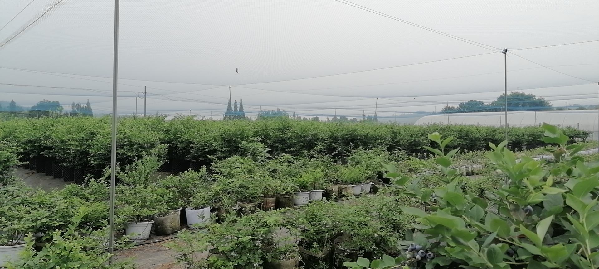 蓝莓果园管理现场