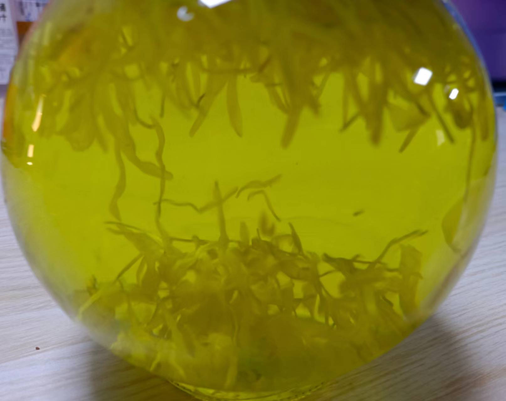 金丝皇菊泡水后的茶汤