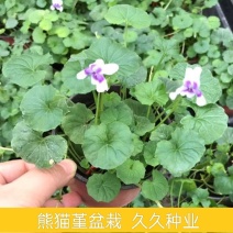 熊猫堇盆栽花苗四季多年生草本花卉花园宿根庭院地被植物