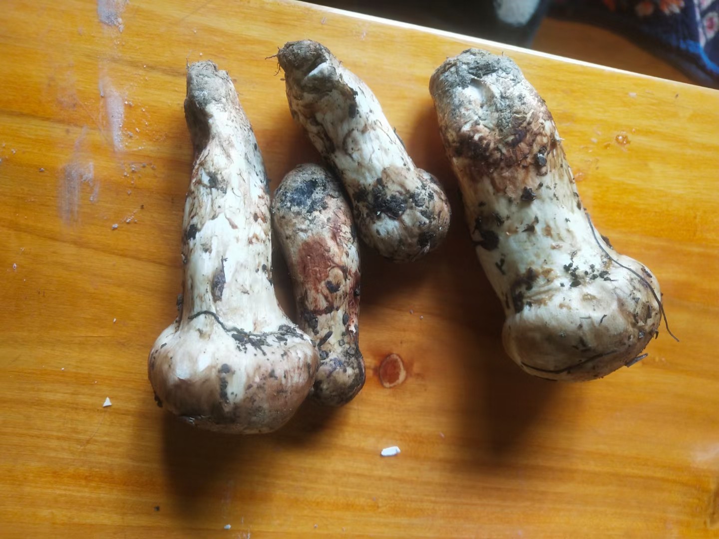 猴头菇、山药、莲子食材展示