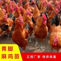 【诚信商家】江苏青脚麻鸡苗85天6斤满1000送100