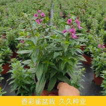 香彩雀盆栽绿植天使花好养四季开花带花苞庭院阳台室外植物