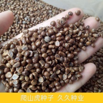 新采爬山虎种子爬墙的种籽爬墙虎种子爬藤植物攀爬植物种子