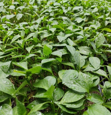 [牛角椒苗批发]景椒价格0.20元/棵 - 一亩田