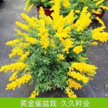 金雀盆景老桩花苗黄花金雀梅带花阳台花园四季花卉多年生植物