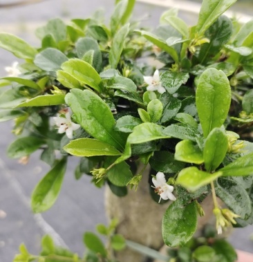 附石福建茶盆景开花结办公桌阳台摆放基地直供