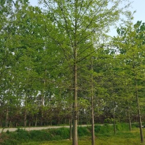 娜塔莉，娜塔莉小苗，1-15公分娜塔莉，产地供应，规格齐