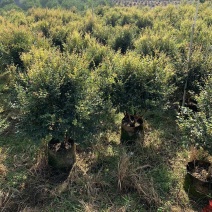 沙巴嘉宝果苗、各种规格齐全。广东普宁场地直发、欢迎联系。