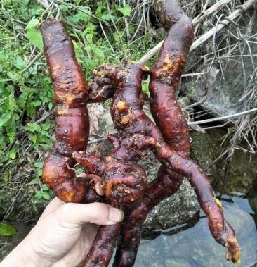 [虎杖批发]虎杖价格5.00元/斤 - 一亩田