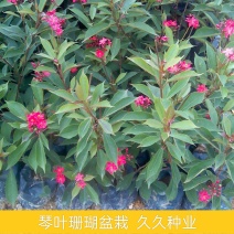 琴叶珊瑚花四季全年花苞不断盆栽变叶珊瑚琴叶樱南洋樱日日樱