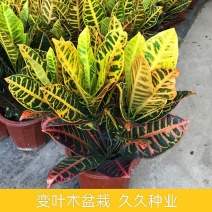高档变叶木变色木富贵叶七彩盆栽室内客厅阳台绿植净化空气