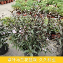 马蓝盆栽花镜植物阳台庭院花卉耐寒四季常青耐寒耐热