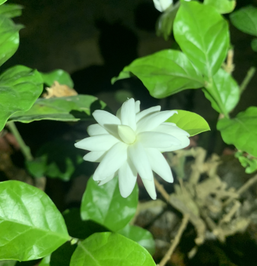 [茉莉花批发]重瓣笔尖茉莉花重笔笔尖茉莉价格78.00元/棵 - 一亩田