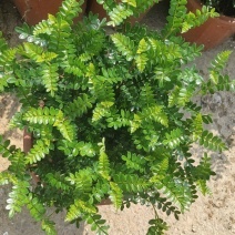 26杯清香木工程靓货，盆上高度35CM，冠幅30CM