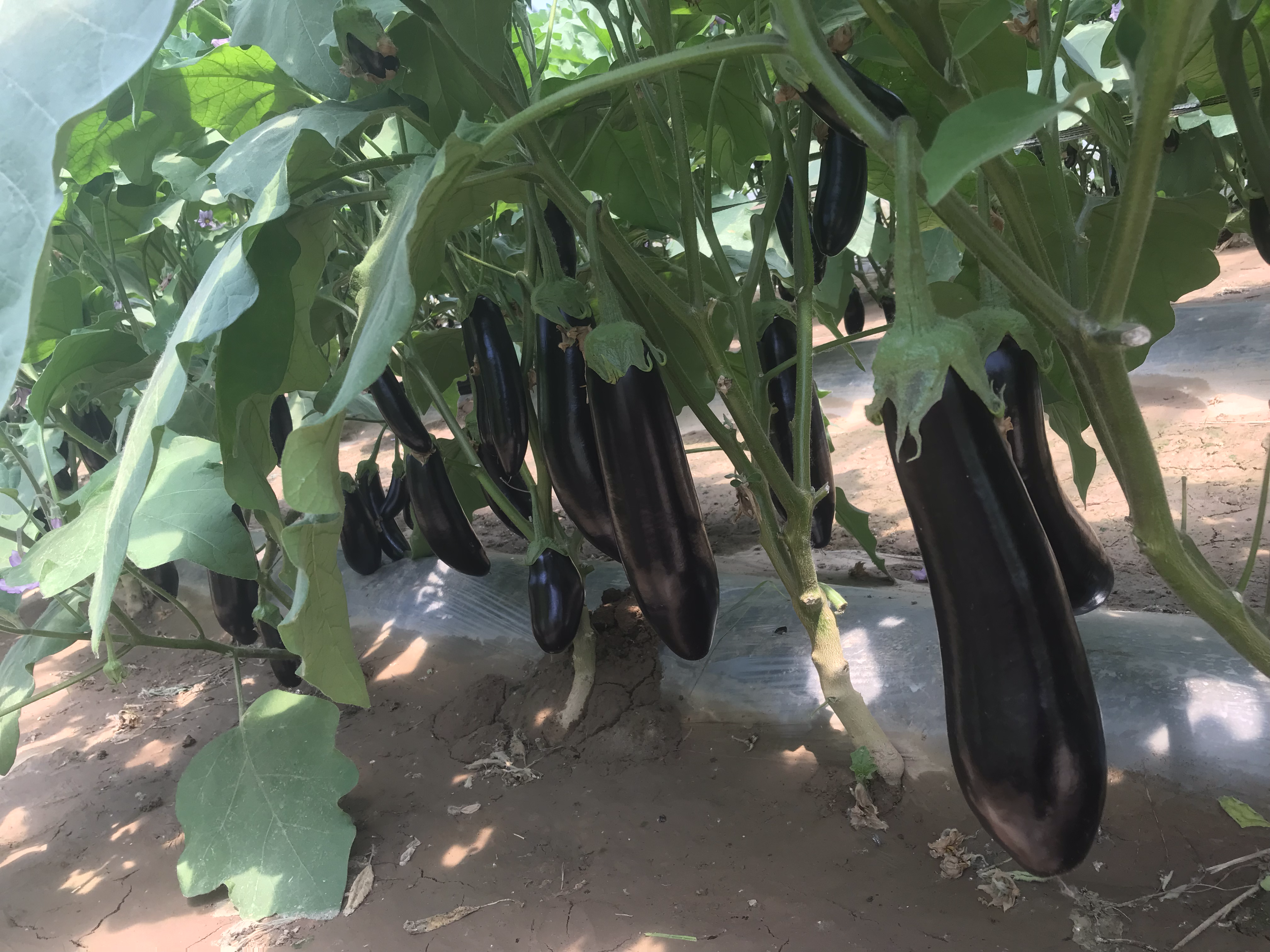 一座现代化连栋塑料大棚内,整齐排列的线茄植株通过吊蔓方式垂直生长,每株绑扎在支撑绳上,叶片翠绿茂盛,果实悬垂分布均匀,工人正在使用轨道车进行采摘作业,棚内配备自动喷灌系统和温湿度监测设备 现代化线茄种植大棚内部场景