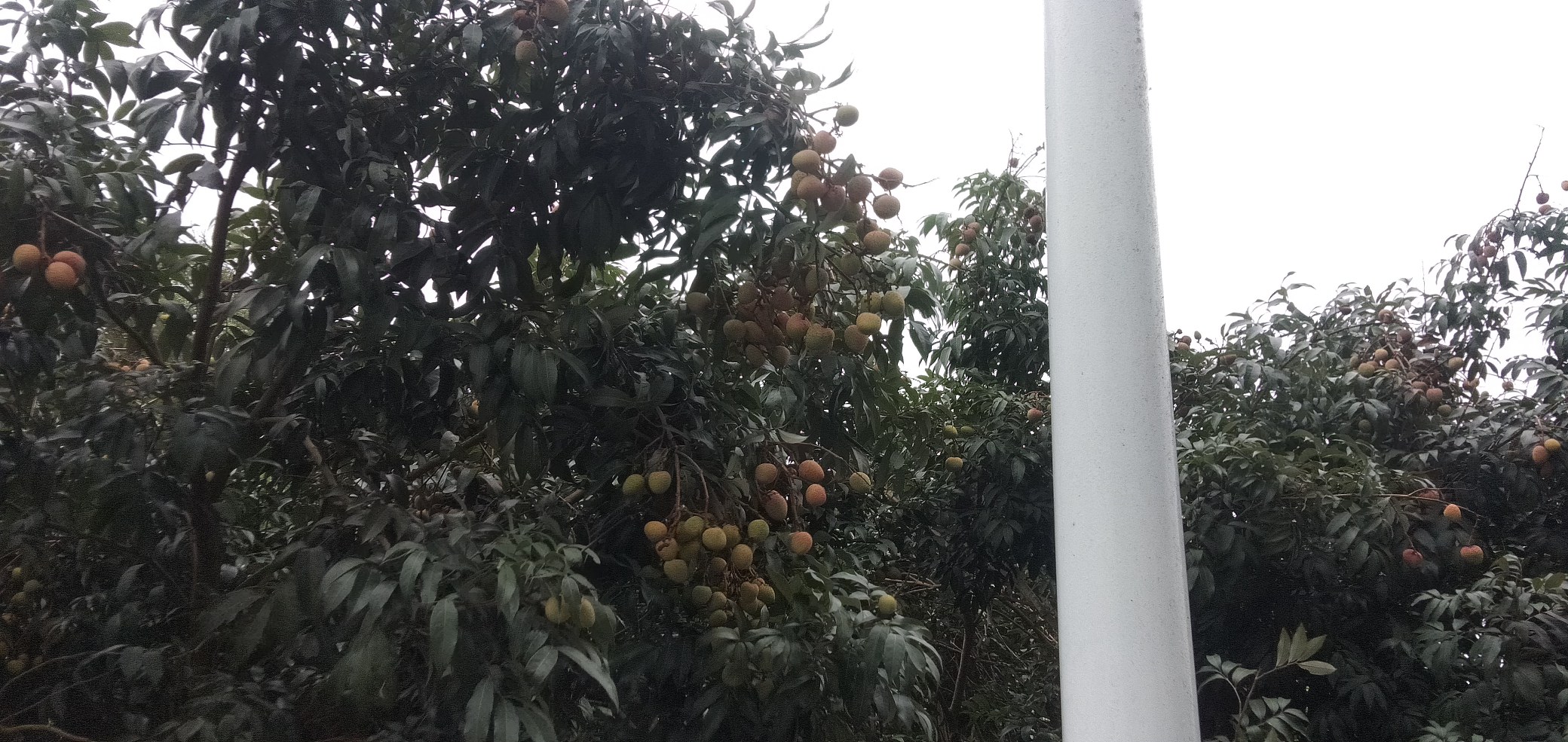三月红荔枝果园采摘场景