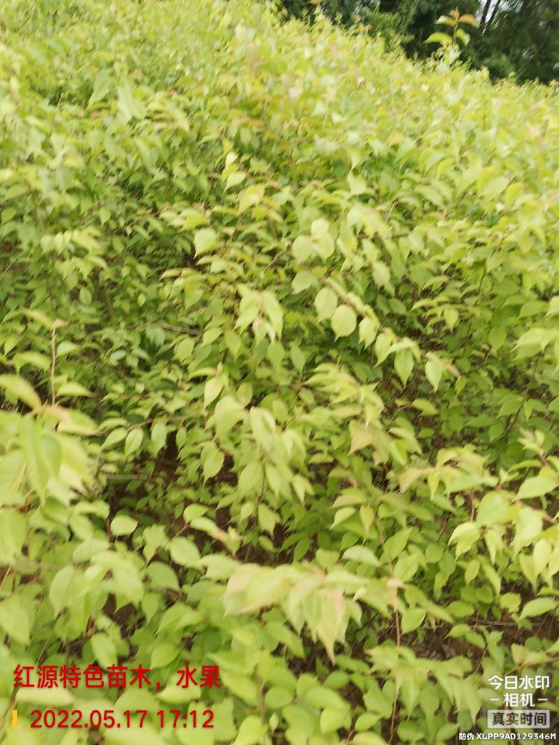 樱桃实生苗,用于嫁接,咨询,保湿发货,现挖现发