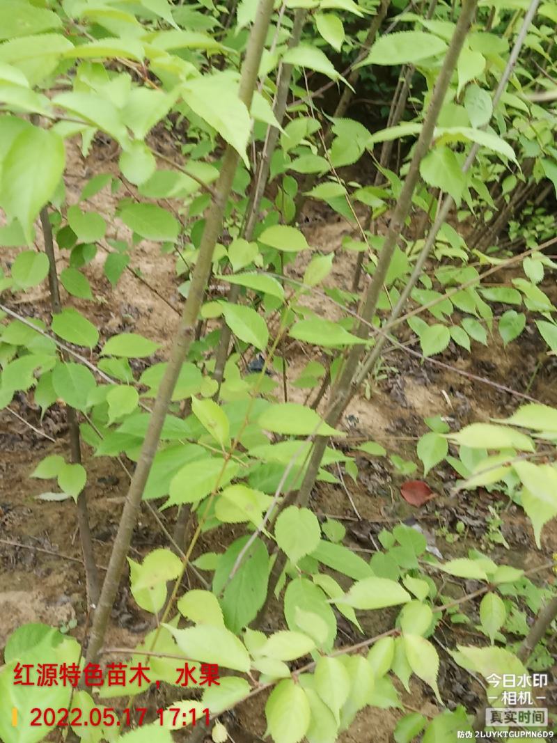 樱桃实生苗,用于嫁接,咨询,保湿发货,现挖现发